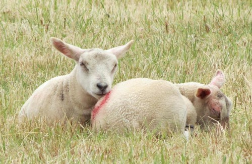 Ripley Bed & Breakfast | Marehay Hall Farm