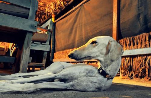 Masirah Other | Masirah Beach camp