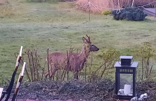 Born auf dem Darss Apartment | MEER-LUST panoramic view