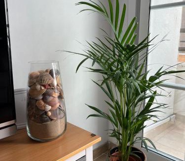 Conil de la Frontera City Center Apartment | Mi sueño de Conil