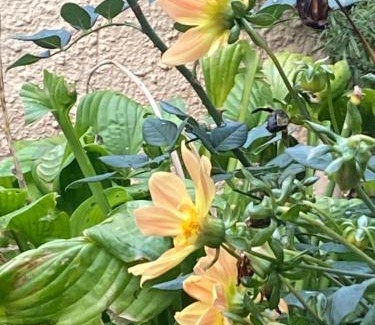 Bretzenheim Apartment | Mini Bungalow Zimmer 1