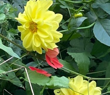 Bretzenheim Apartment | Mini Bungalow Zimmer 1