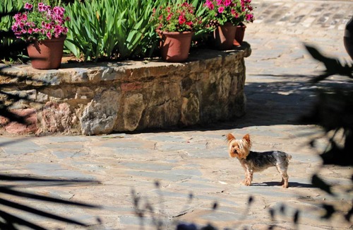 Jimera de Libar House | Molino Rodete recently restored with fireplace, swimming pool.