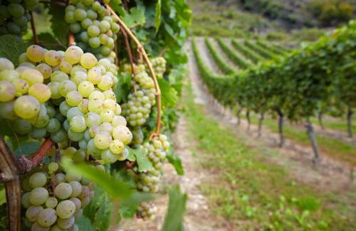 Koppelberg Apartment | Moselblick am Waldrand