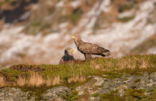 Bostad House | Most Peaceful Place in Lofoten