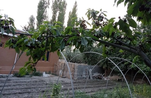 Skardu House | Mountain view with big garden and beautiful view of apricots cherry, treesand .