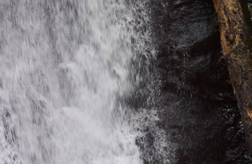 Baru Cabin | Native Baru : Morpho Cabin