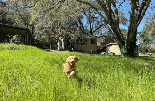 Bennett Valley House | NEW Oak-Encircled Serenity HotTub BBQ HWY12 & 101