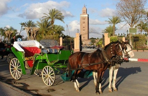 Majorelle Apartment | Next to Majorelle Park & Yves Saint Laurent Museum-Extra Services & Excursions