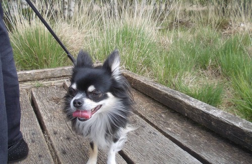 Nenndorf Apartment | Nichtraucher Ferienwohnung Seepferdchen Erika im Souterrain Garten Fitnessraum Parkplatz im Hof WLAN