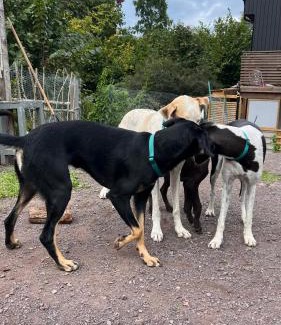 Horten Apartment | Nyoppusset studio nær Horten sentrum