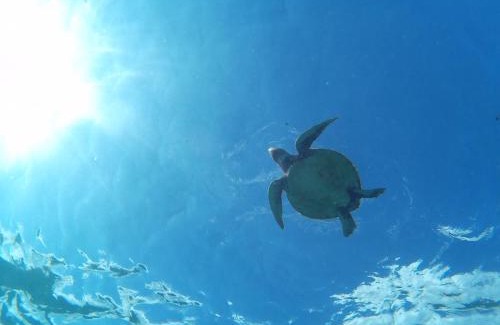 Arazato House | Ocean Villa Honey