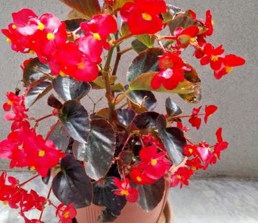 Polygyros Apartment | OLGAS no2 HOUSE