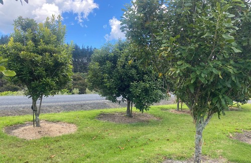 Mangonui Cottage | Olive press cottage