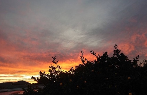 Lorne Cottage | Otway treetop cottage, emersed in nature, drive to the beach