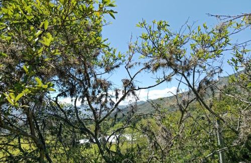 Soata Other | PALO ALTO Soatá