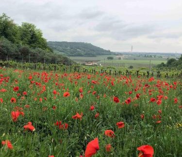 Nord-Est House | Panoramic accomodation