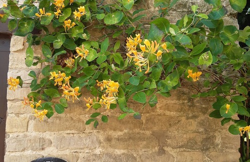Castle Bytham Cottage | Pantiles Cottage in Rutland, the heart of England. Self catering, sleeps 4.
