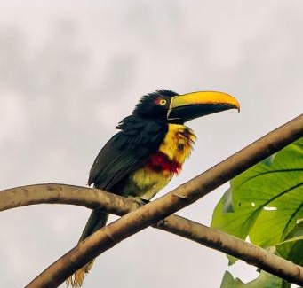 Baru Villa | Paradiselodge - Poolvilla