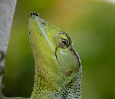 Baru Villa | Paradiselodge - Poolvilla