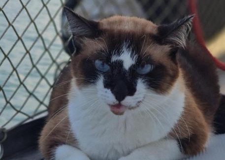 Paraty Boat Rental | Paraty em um veleiro passeio diário
