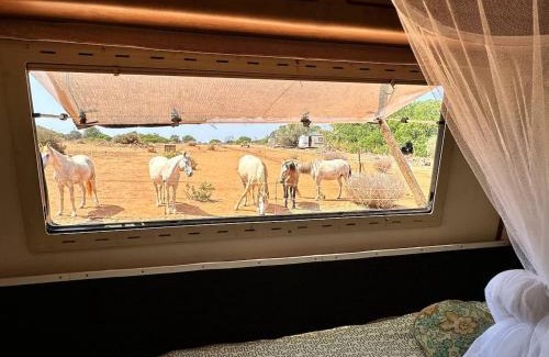 Lagos House | Pauls caravan for 4 - See the horses from your bed