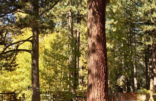 Tahoe Island Cabin | Perfect Tahoe Cabin Taking Applications for Ski Leases or Monthly Rentals Only