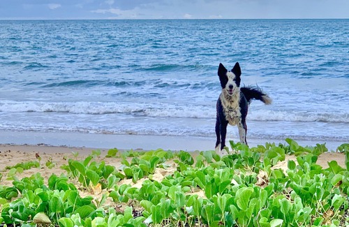 Wongaling Beach House | Pet friendly stay for couples close to the beach