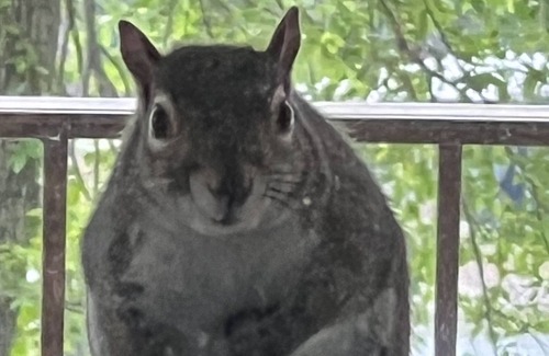 Vinita House | Pet-Friendly Waterfront Ketchum Cove Retreat. Walk to Sharky's Bar & VIP Pizza