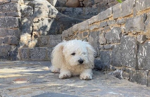 Mavrikiano Apartment | Petfriendly studio with sea view