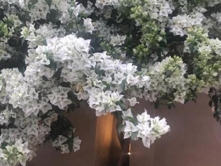 Jardim Umuarama Hotel | Pousada Bougainville