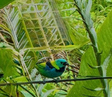 Juquehy Hotel | Pousada Recanto dos Tangaras