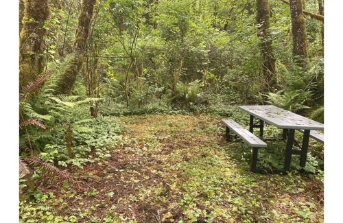 Forks RV Rental | Primitive Tent Site #15- Beautiful Forested Property