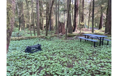 Forks RV Rental | Primitive Tent Site #9- Beautiful Forested Property