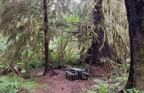 Forks RV Rental | Primitive Tent Site in Enchanted Rain Forest - Site #2