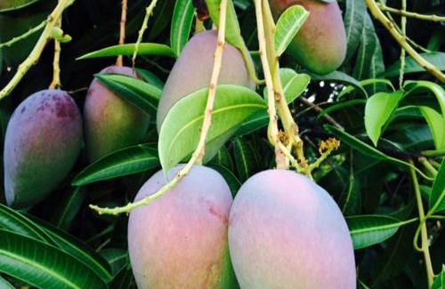 Coyolar Resort | Private Pool & WiFi