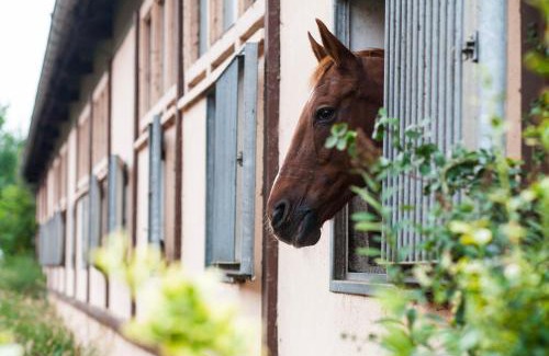 Werder Hotel | Project JUNE - ehemals Landgasthof Jüterbog