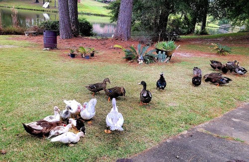 Level Plains House | Quacking Pines is a great clean and spacious place :)