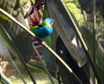 Campo Alegre House | Quarto no Parque Nacional - Quarto Superior