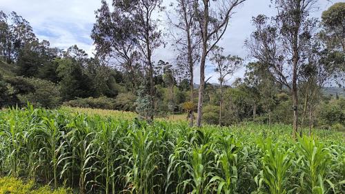 Tenza Ski Chalet | Quinta las Marias, Ecolodge, camping y Tiny wood house