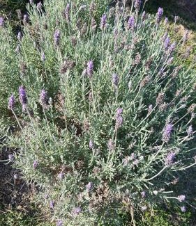 Lavrinhas Ski Chalet | Recanto Nhá Chica