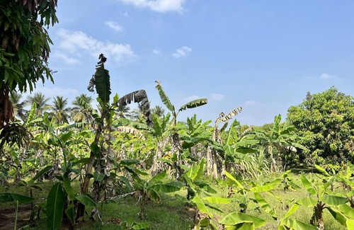 Thanjavur Other | Reconnect with nature at our farmhouse THANJAVUR