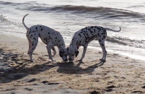 Graal Mueritz Apartment | Residenz Lausitz - Apartments für Urlaub mit Hund