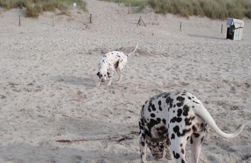 Graal Mueritz Apartment | Residenz Lausitz - Apartments für Urlaub mit Hund