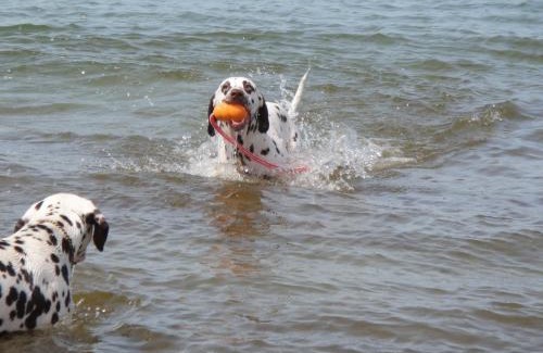 Graal Mueritz Apartment | Residenz Lausitz - Apartments für Urlaub mit Hund