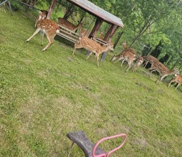 Rabe Hotel | Restauracja Hotel Koło do Wozu