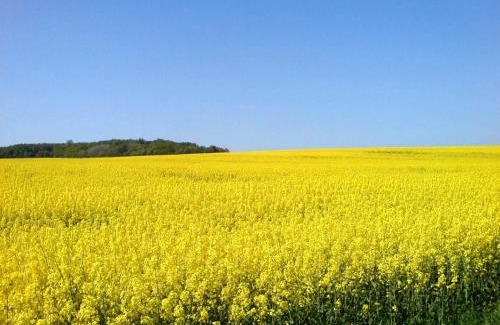 Patzig Apartment | Ruegen Fewo 123