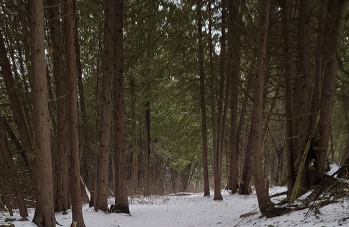Brock Cabin | Scenic Solitude