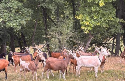 Hasselborn House | Schönes Zimmer mit Küche und Bad im Taunus