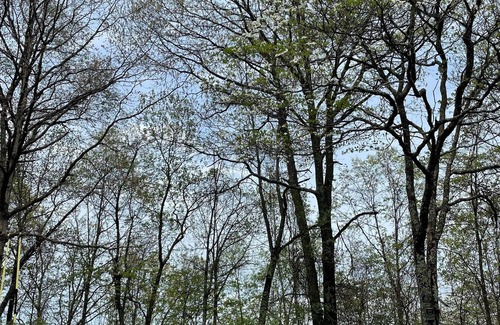 Calvin House | Secluded cabin within 30 minutes to Raystown Lake